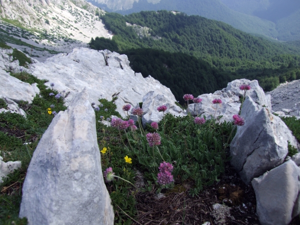 Fioriture in quota